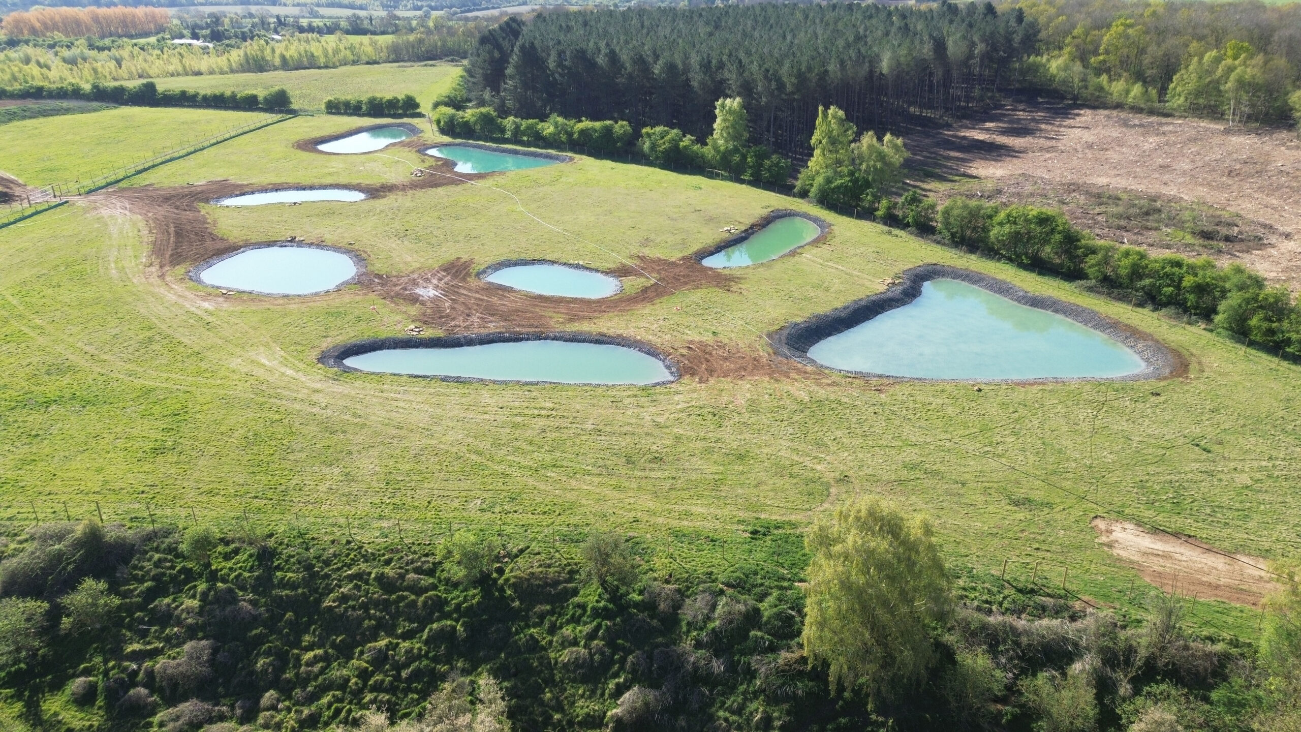 Newt Ponds at Cooks Hole (BNG)